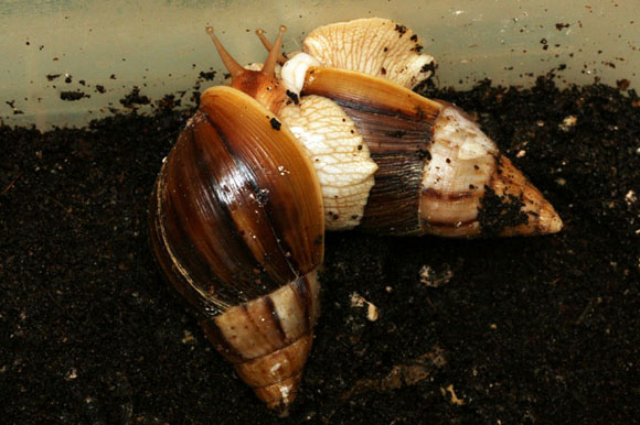 Lissachatina immaculata panthera Madagascar páření